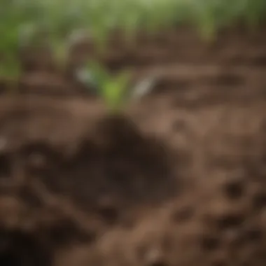 Close-up of soil with crops growing, symbolizing agricultural investment